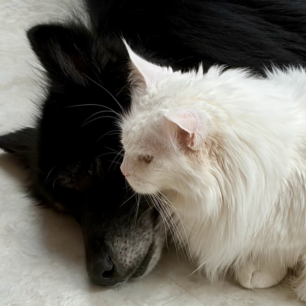A black dog and a white cat resting head to head